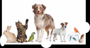Kennels/Pet Animals Dealers